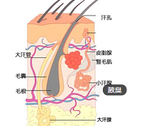 腋臭治疗费用